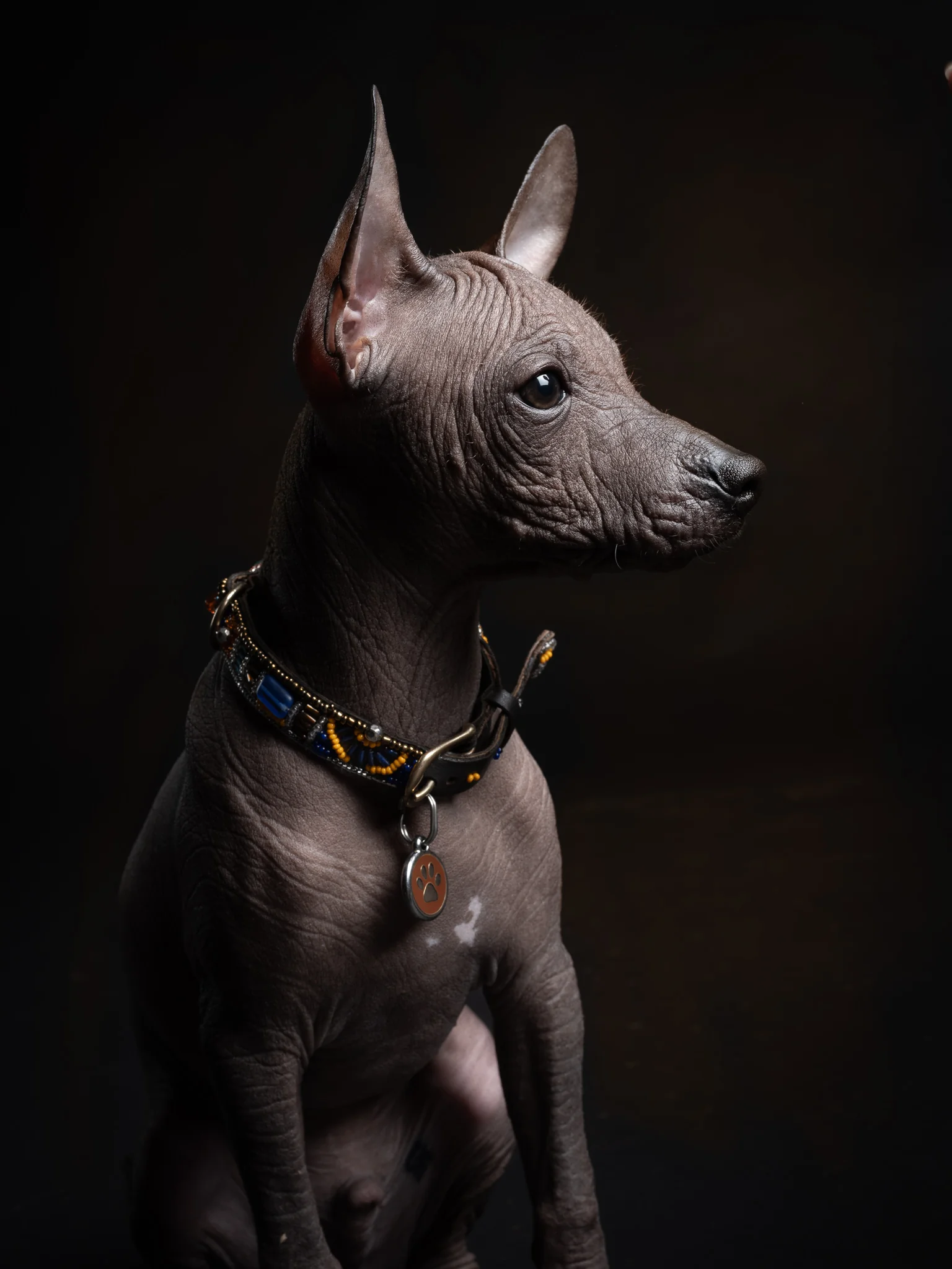 Profile of a brown hairless dog wearing an ornate beaded leather collar.
